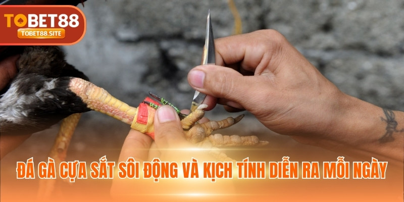 Đá gà cựa sắt sôi động và kịch tính diễn ra mỗi ngày